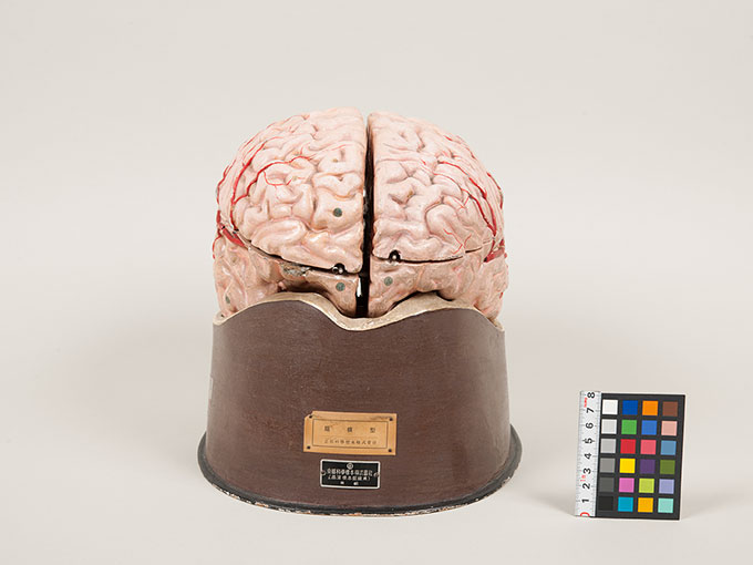 脳模型2