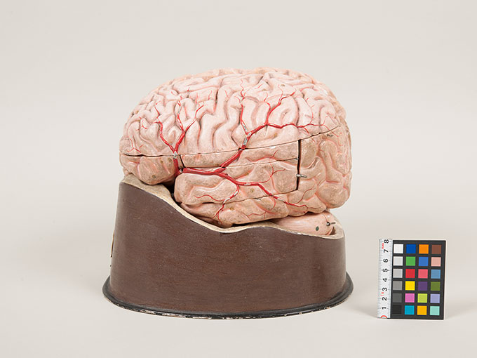 脳模型3