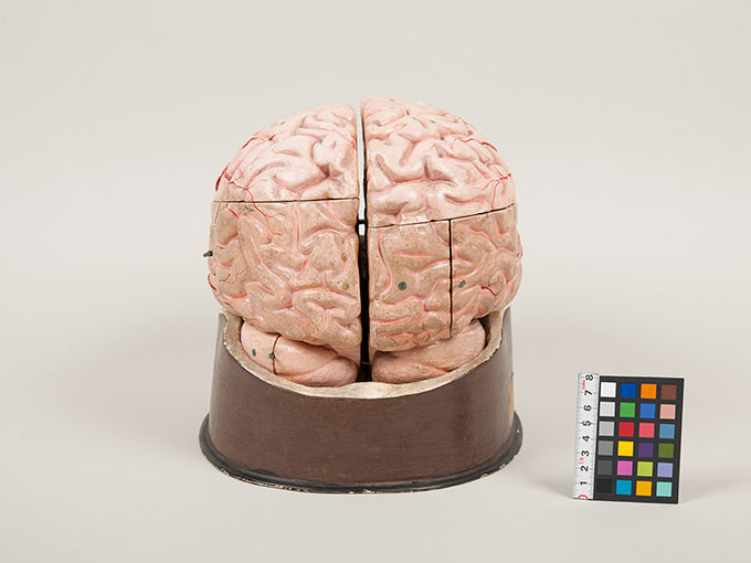 脳模型4