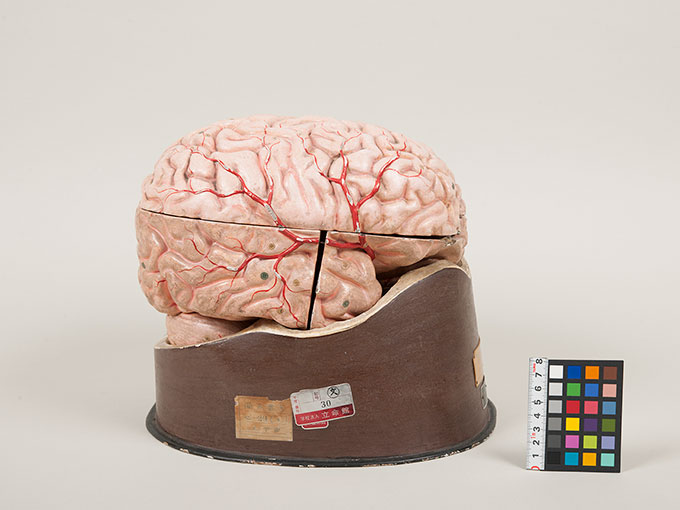 脳模型5