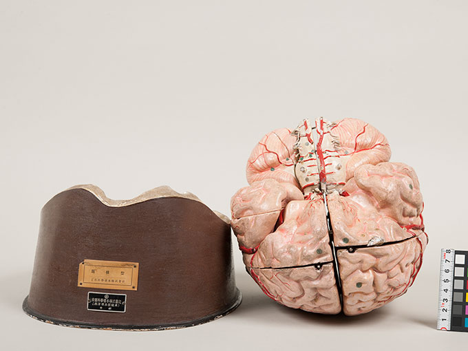 脳模型6