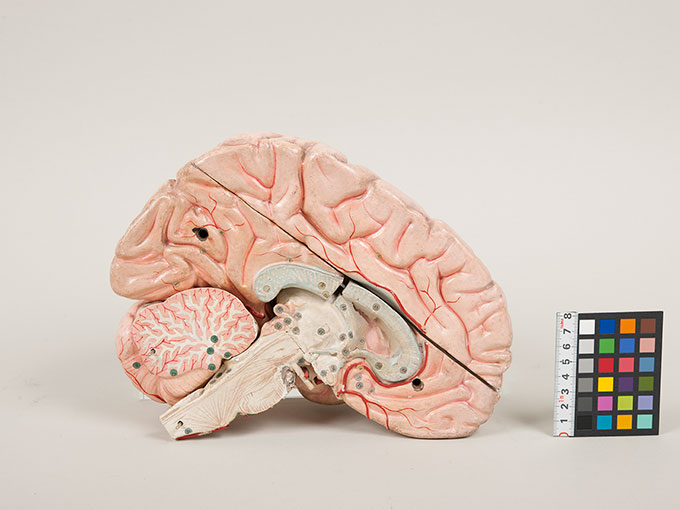 脳模型8